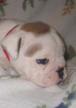 Bulldog