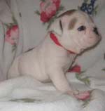 Bulldog