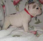 Bulldog