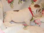 Bulldog