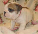 Bulldog