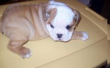 Bulldog para adoção