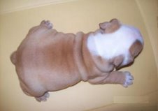 Bulldog para adoção