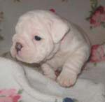 Bulldog