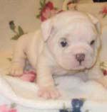 Bulldog