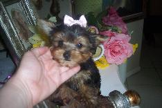 Yorkshire terrier para adoção