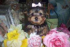 Yorkshire terrier para adoção