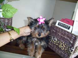 Yorkshire terrier para adoção