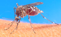 Aedes aegypti