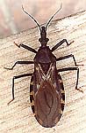 Barbeiro, Triatoma infestans