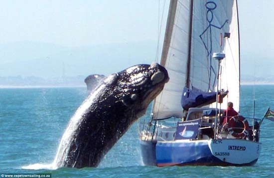 Baleia pula sobre barco na África do Sul