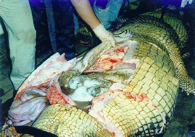 Crocodylus porosus