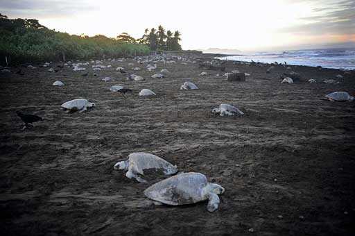 Arribada: tartarugas em desova na Costa Rica