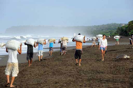 Coleta de ovos de tartaruga na Costa Rica
