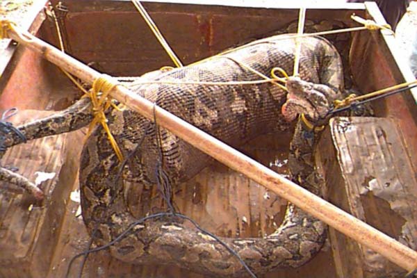 Píton - Python reticulatus