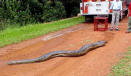 Sucuri capturada em Sertãozinho - SP