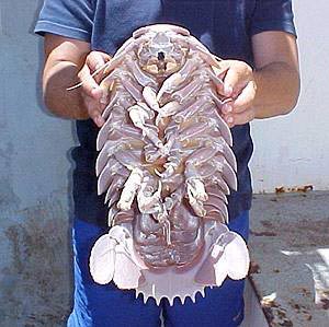 Bathynomus
