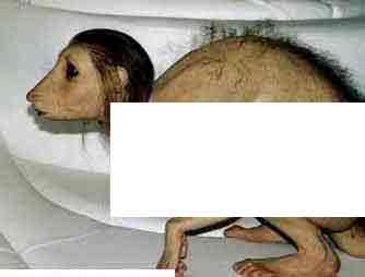 Patricia Piccinini